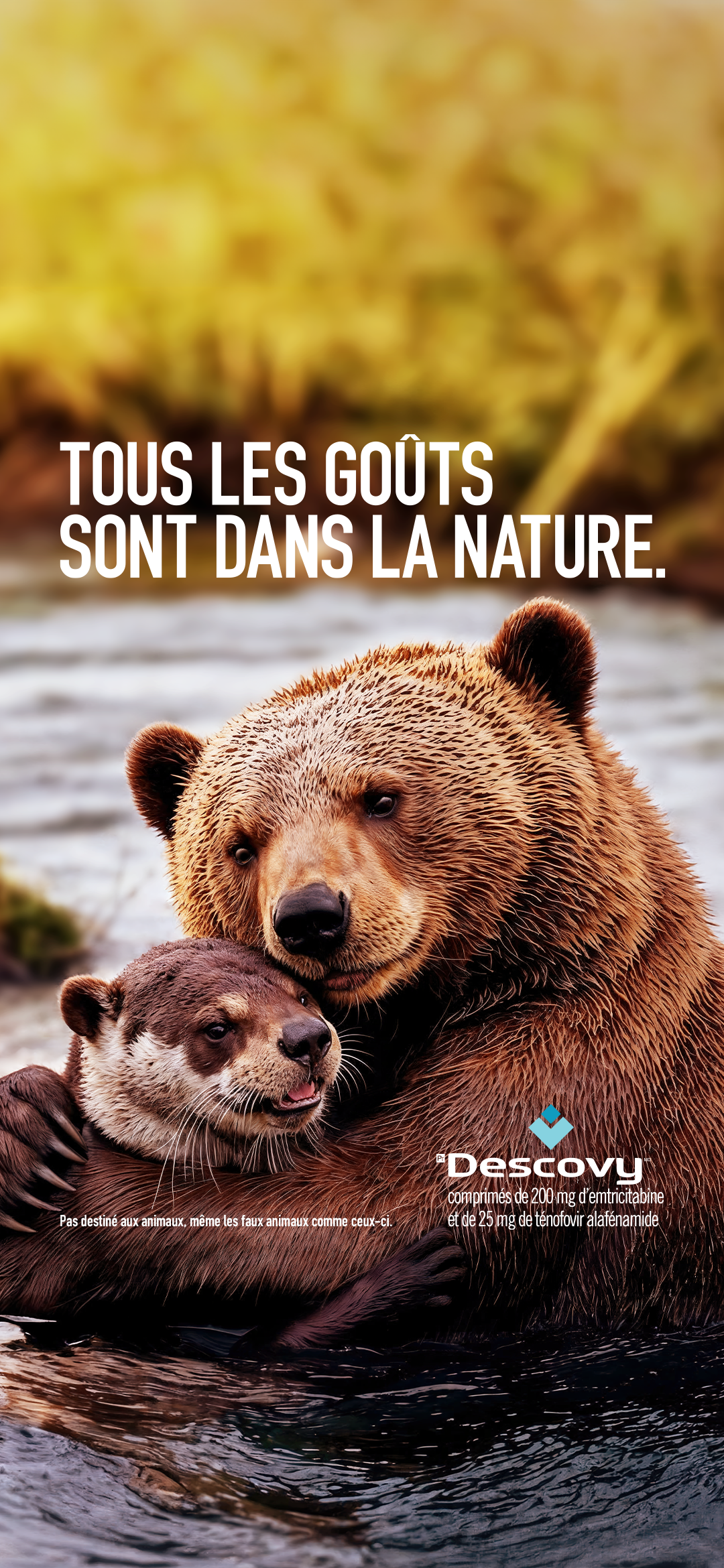 Fond d'écran ours