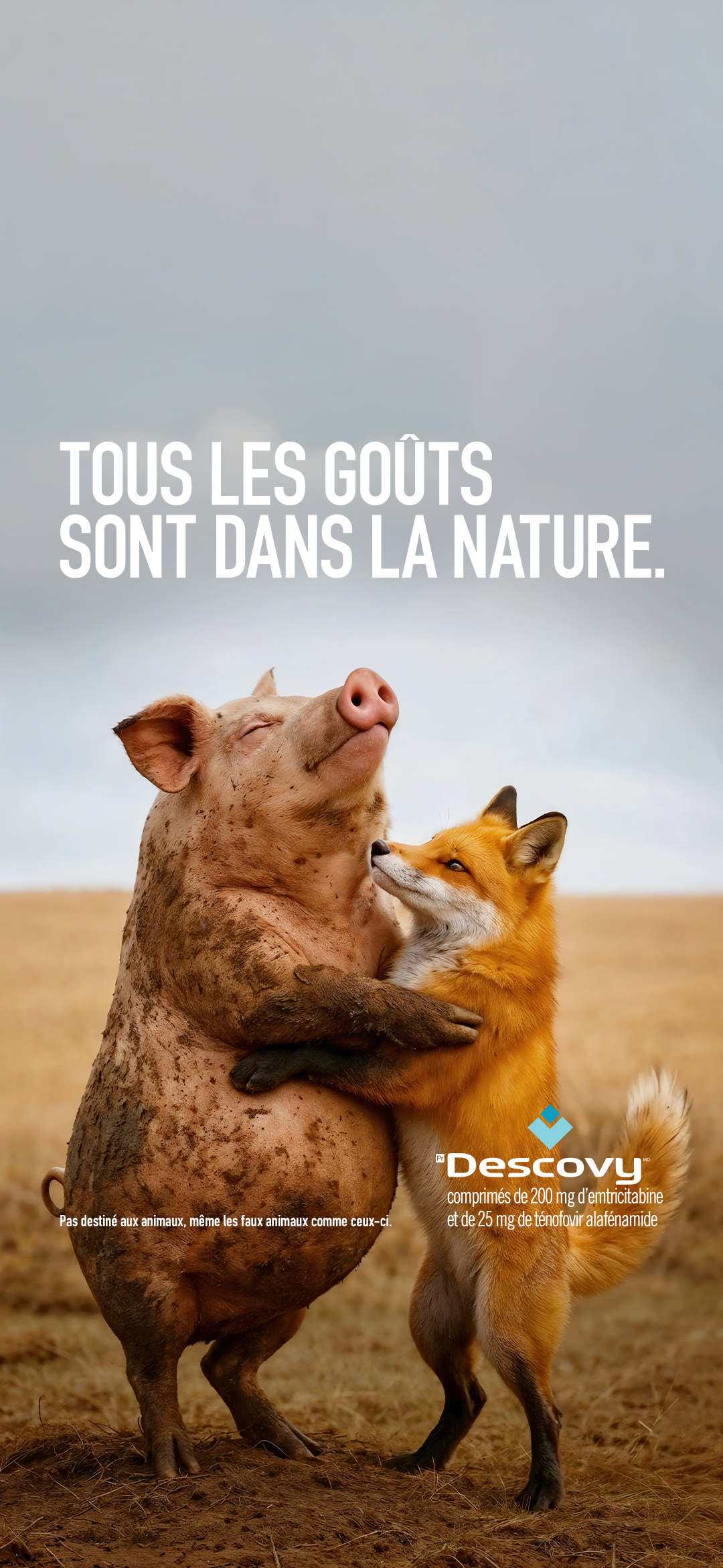 Fond d'écran cochon