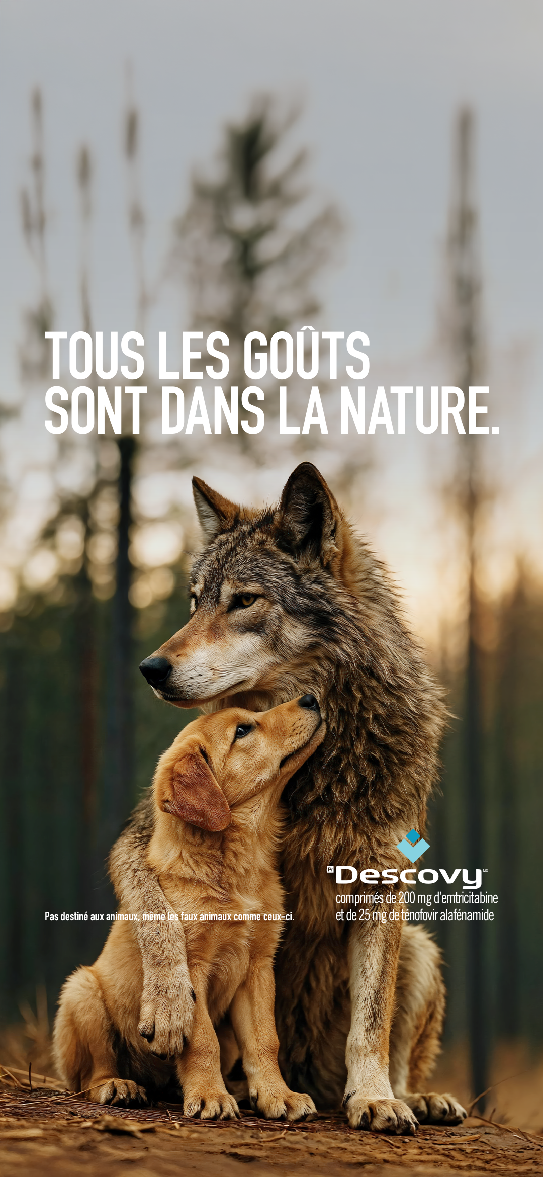 Fond d'écran loup